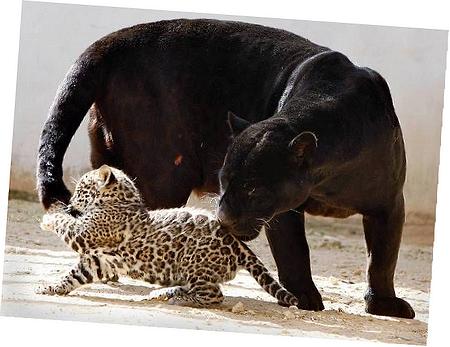 Pontiac Lamp Installation