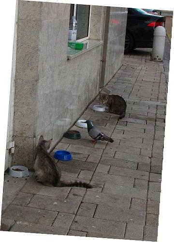 Geo Climate Control Module