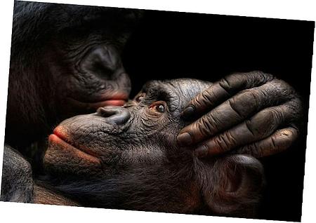 Constant Relay Module