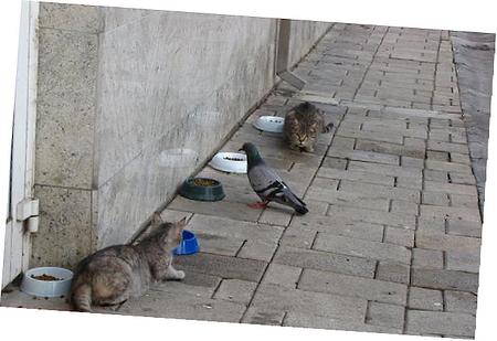 Vacuum Motor Control Switch