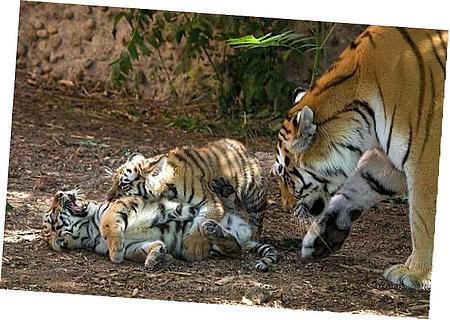 Ignition Control Modulator