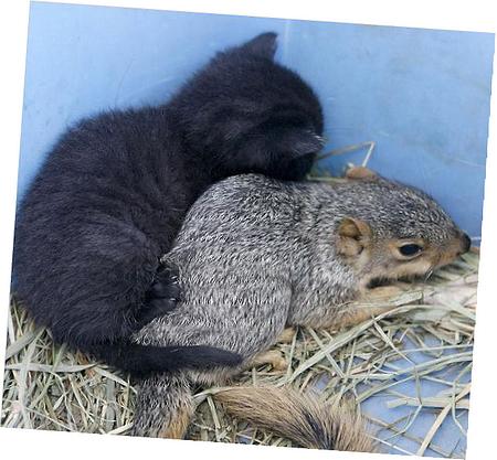 Electric Control Module Ecm