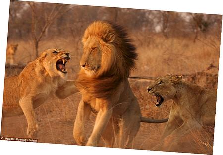 Cruise Control Servo Wiring Harness