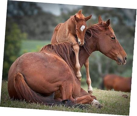 Lower Controller Arm